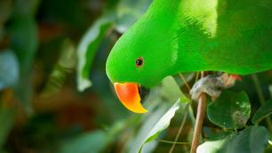 Green parrot with an orange and yellow beak