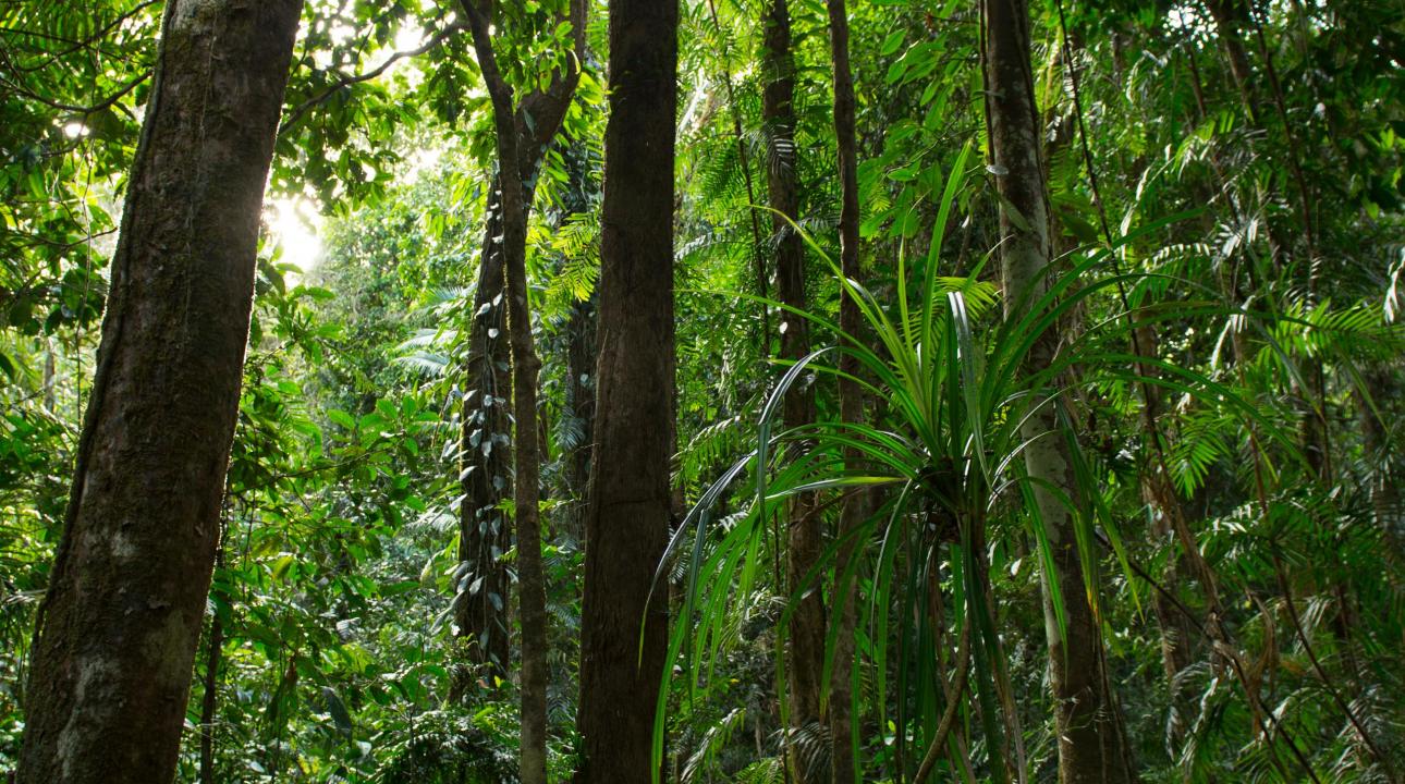 Rainforest trees