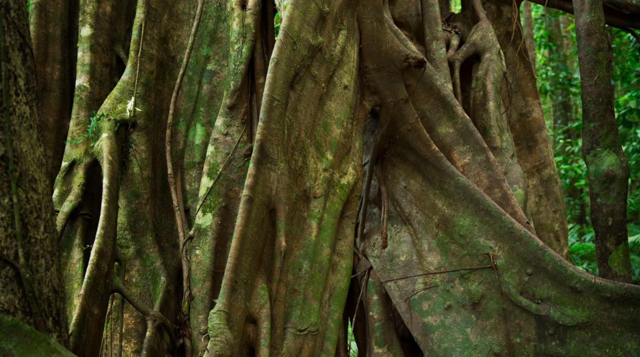Thick knotted tree roots in the rainforest