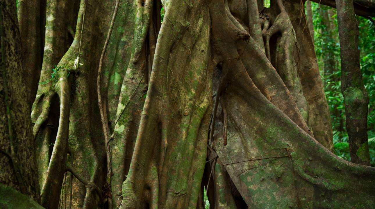 Thick knotted tree roots in the rainforest 