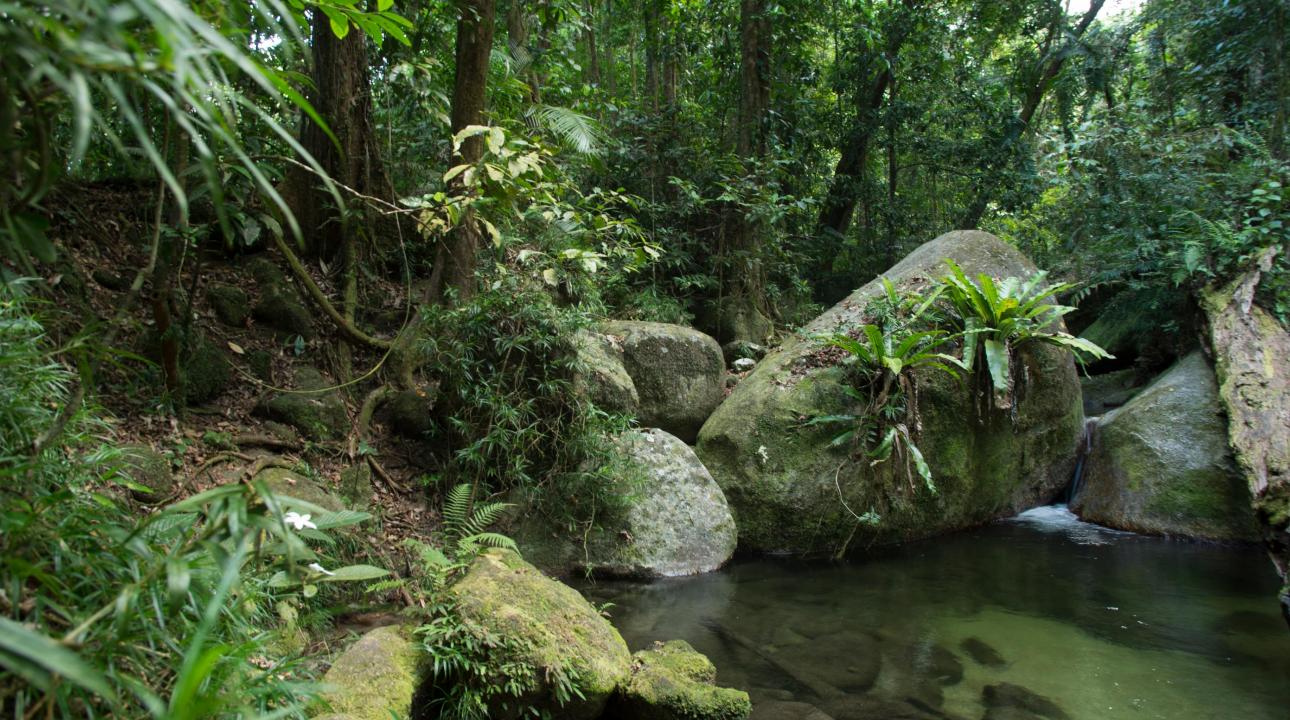 Jungle river and rocks