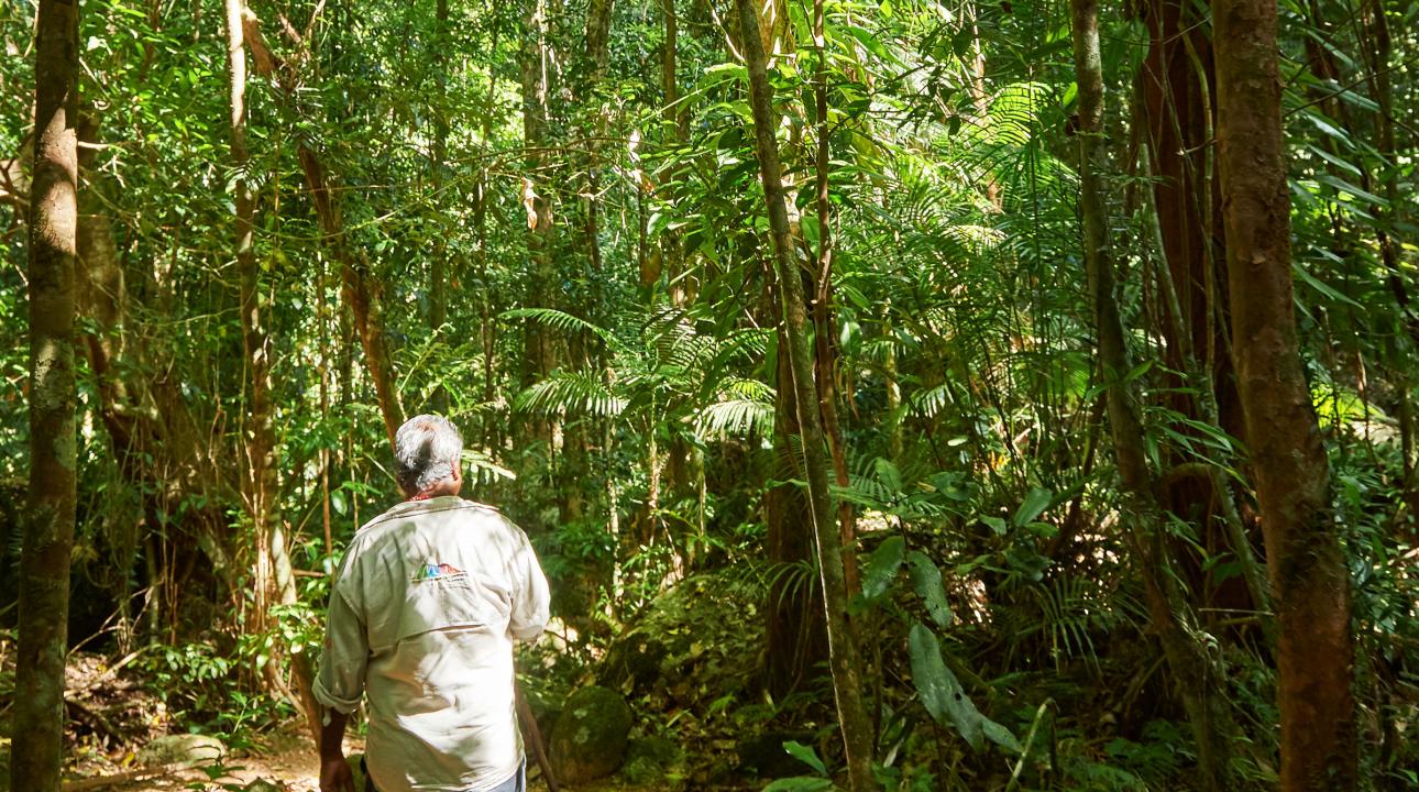 Guide walking through forest