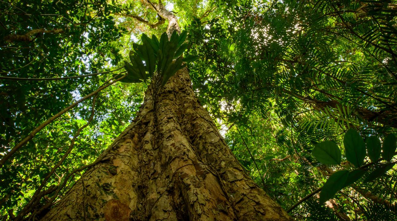 The big trees of Mossman Gorge