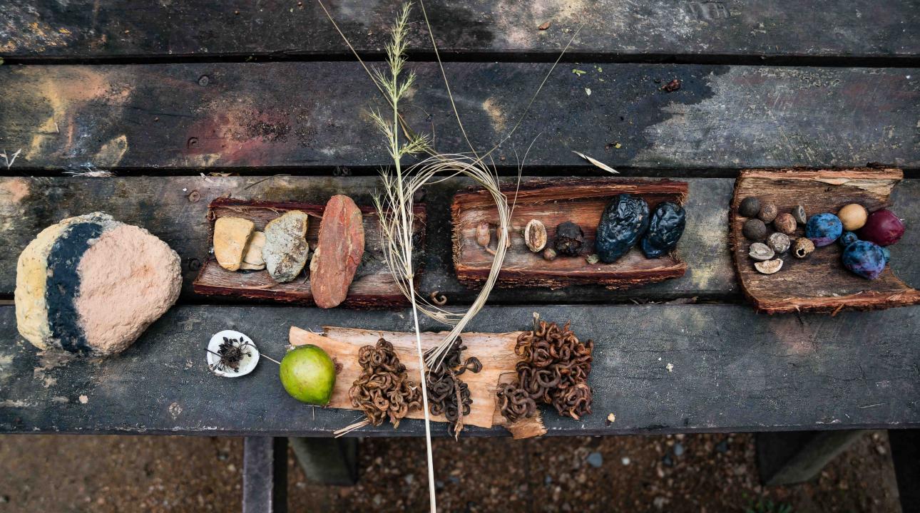 Flora and Fauna from Mossman Gorge spread out on a table