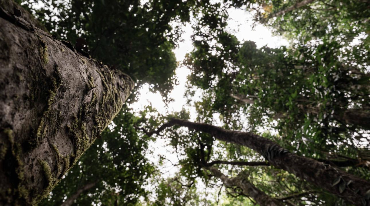 Looking up a large tree at Mossman Gorge
