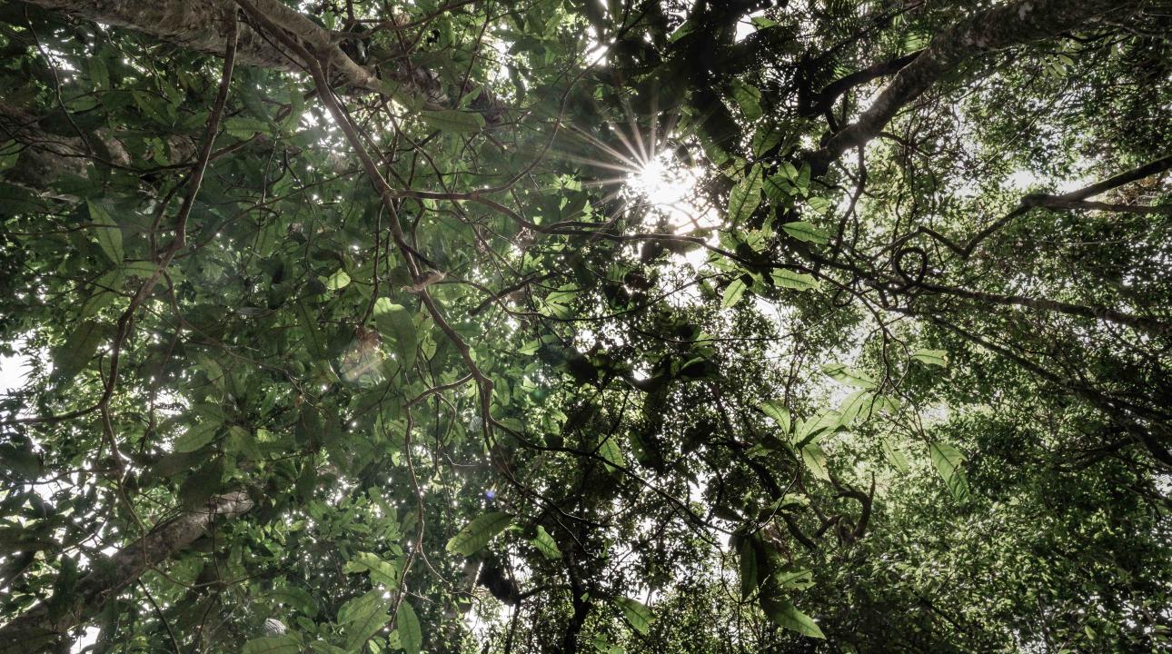 Looking up at the top of the trees with the sun shining through the leaves