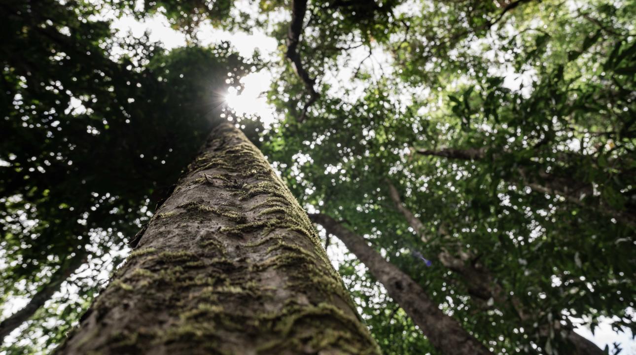 Mossman Gorge Daintree Rainforest