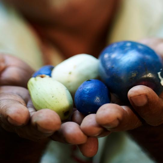 guide showing berries from the woods