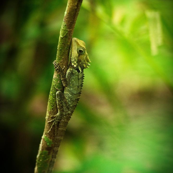 A lizard on a branch