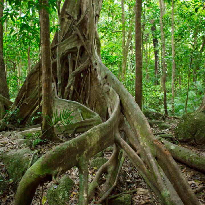 Tree with exposed roots in the forest 