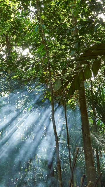 sunlight coming through the trees