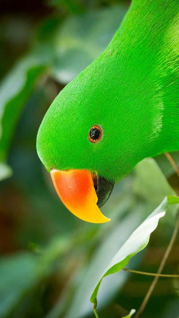 Green parrot with an orange and yellow beak