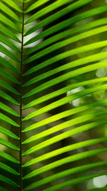 Green leaves of a jungle plant