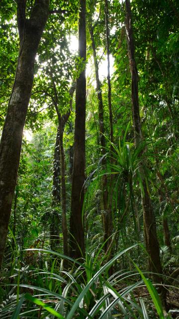 Rainforest trees