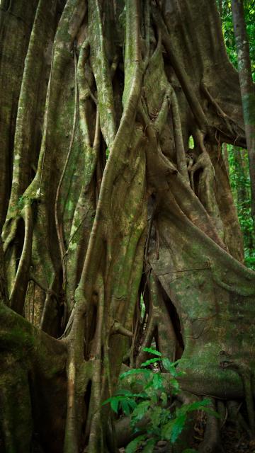 Thick knotted tree roots in the rainforest 