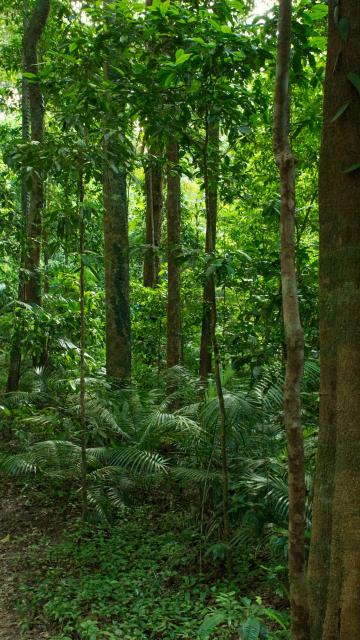 jungle pathway