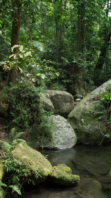 Jungle river and rocks