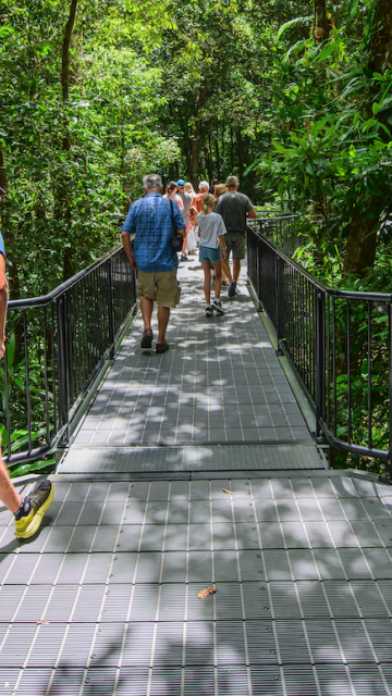 Self-guided walks at Mossman Gorge