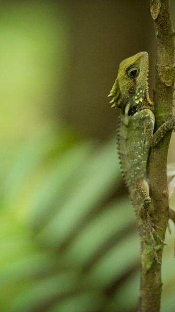 Mossman Gorge Cultural Centre Dreamtime Walk Lizard