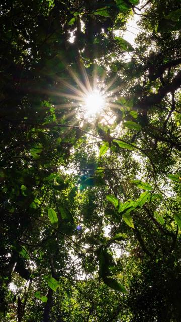 Looking up towards the top of the trees at Mossman Gorge