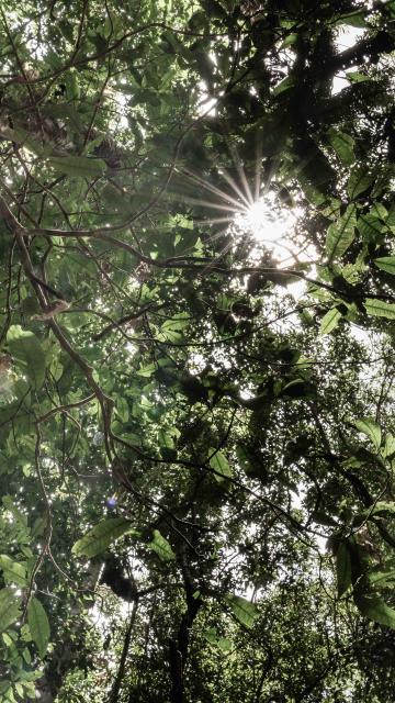 Looking up at the top of the trees with the sun shining through the leaves