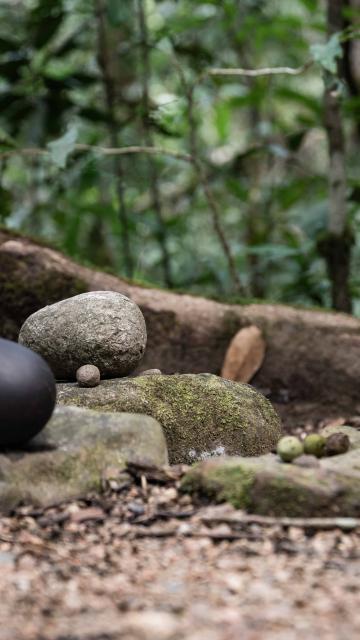 Rocks and tree roots in Mossman Gorge