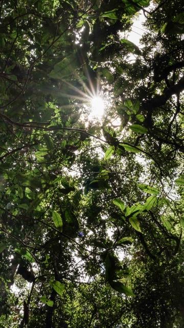 Looking up towards the top of the trees at Mossman Gorge, Daintree Rainforest