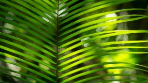 Green leaves of a jungle plant