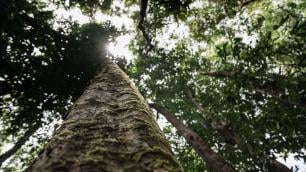 Mossman Gorge Daintree Rainforest