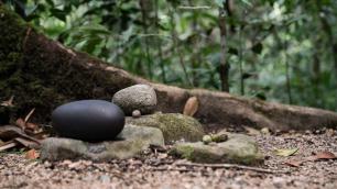 Rock formations and tree toots on Mossman Gorge Rainforest floor