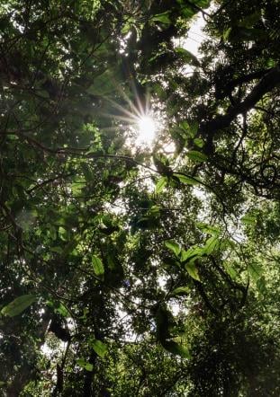 Looking up towards the top of the trees at Mossman Gorge, Daintree Rainforest